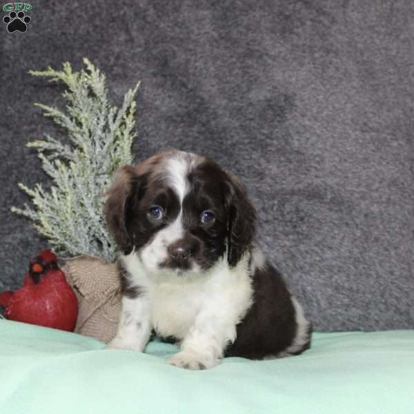 Silver, Cocker Spaniel Puppy